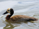 White-Faced Whistling Duck (WWT Slimbridge August 2011) - pic by Nigel Key